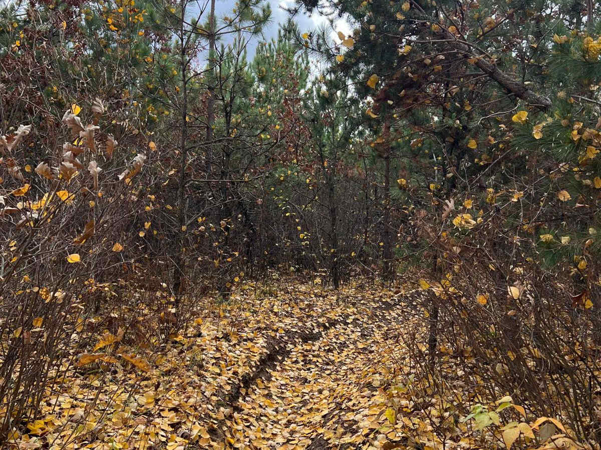 Huntersville East Wooded Free for All Trail photo 3