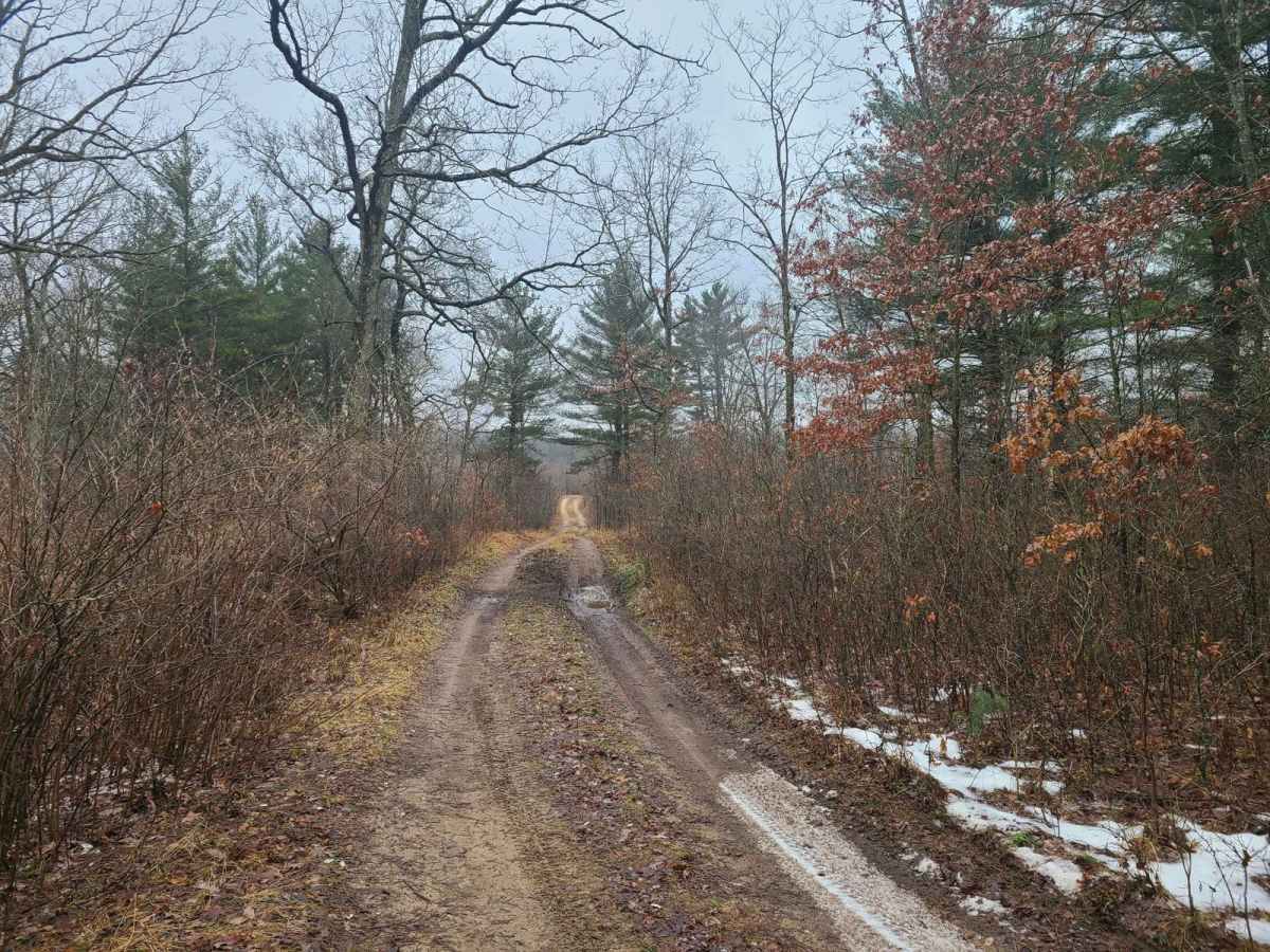 Forest Road 5301 photo 4