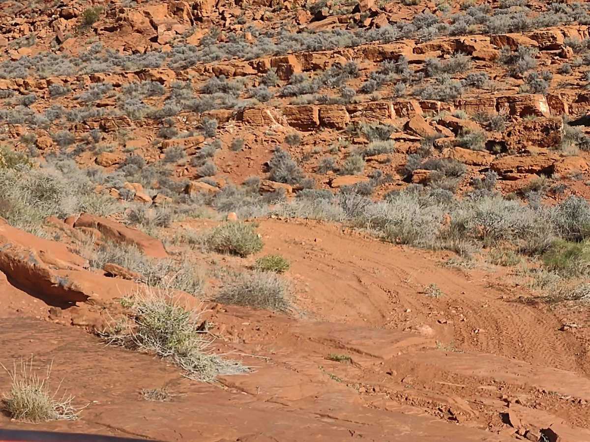 Dinosaur Tracks to East Rim photo 4