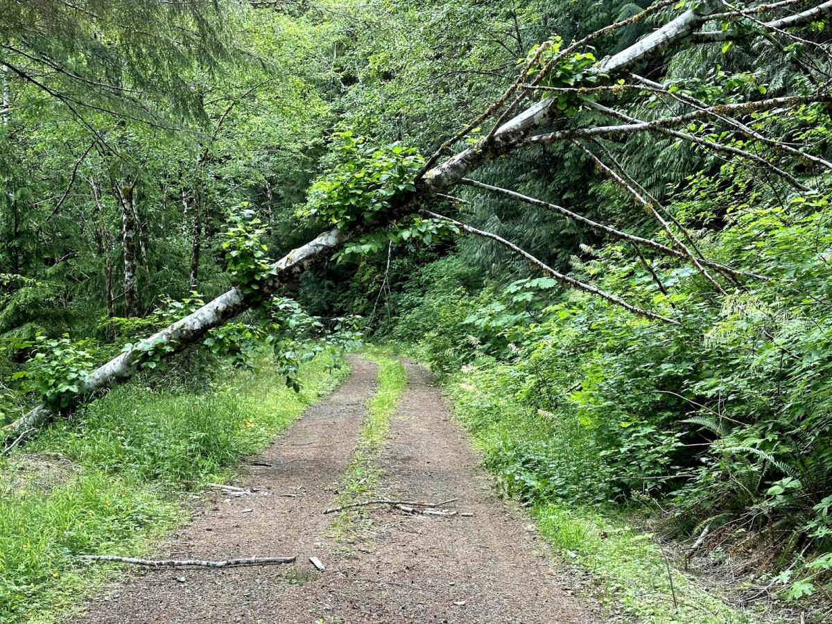 Cougar Mountain Trail trail photo