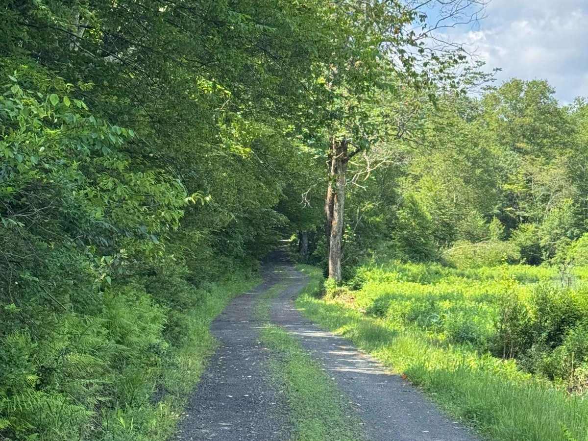 Blum Road trail photo