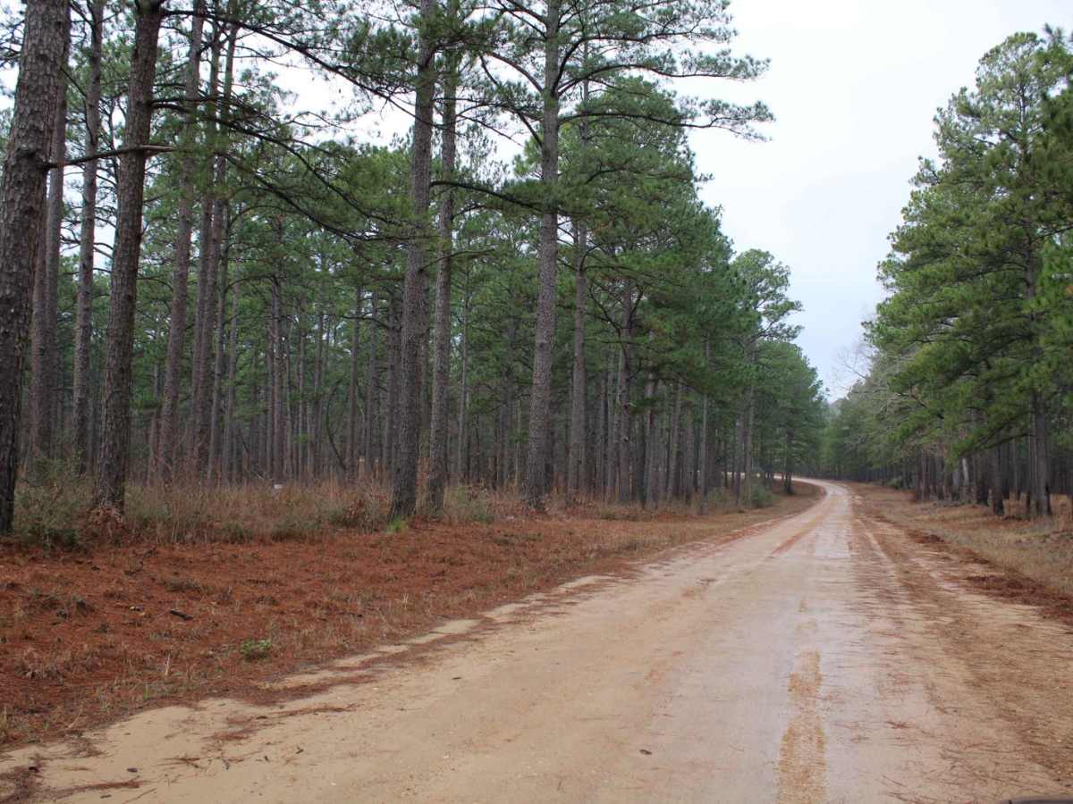 Gum Springs and Fowler photo 6
