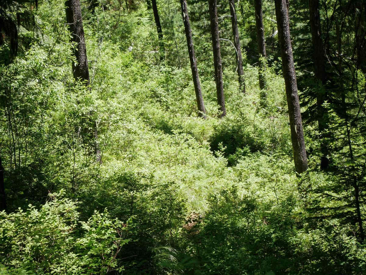 Bear Creek photo 6
