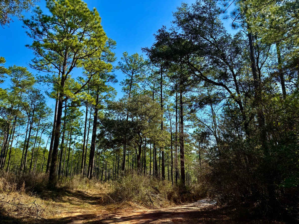 Florida State R57 trail photo