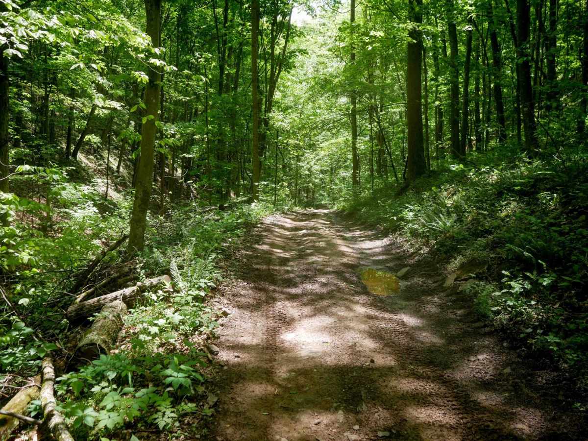 Trail 17 photo 4