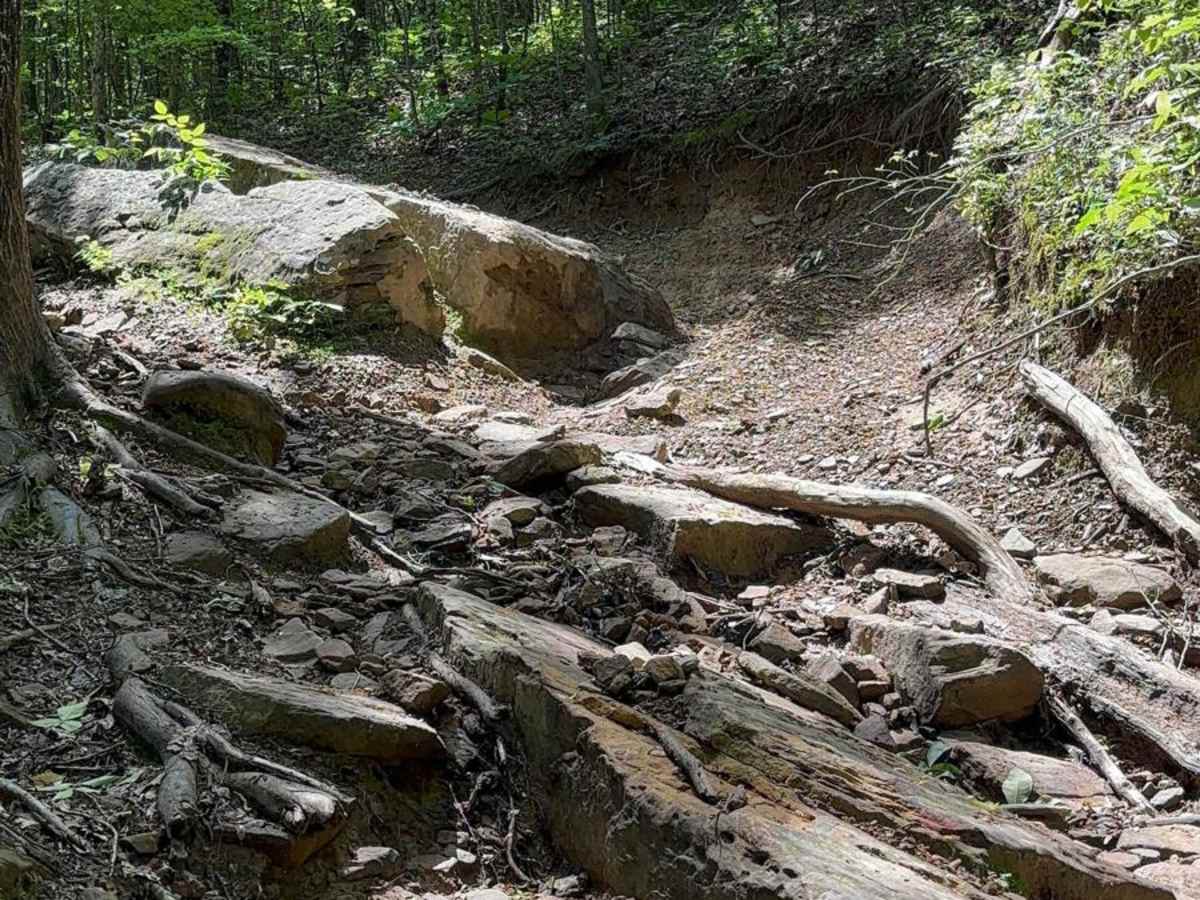 Yellow Hammer trail photo