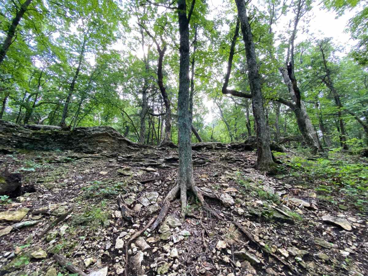Z Hill photo 6