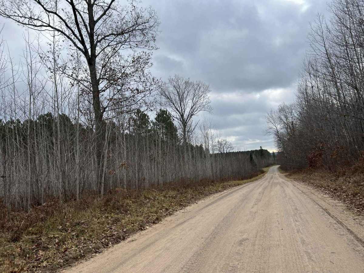 White Birch/ Firelane Road photo 3