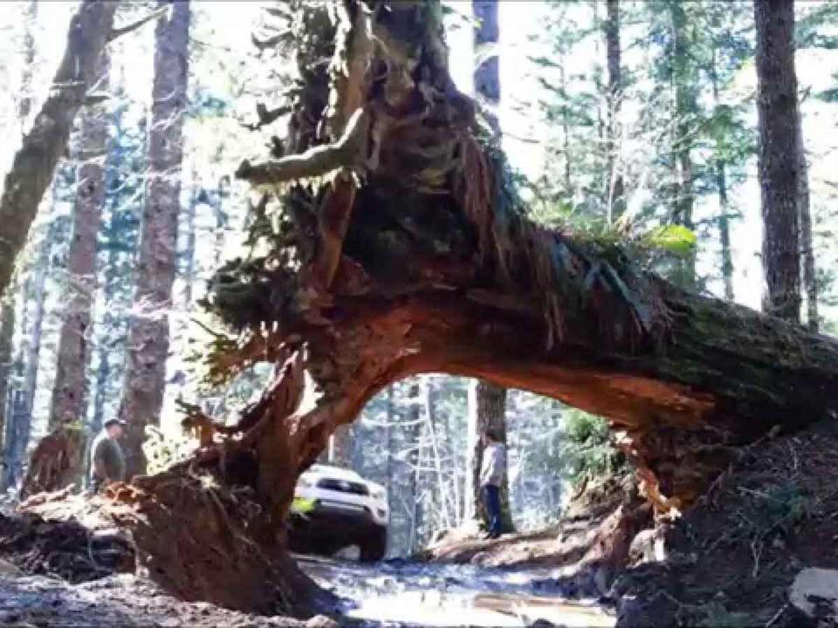 Cedar Tree - Jeep Badge of Honor Trail photo 5