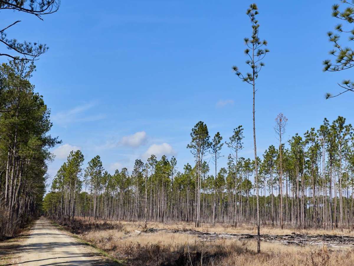 FSR108 - Bullhead Road photo 4