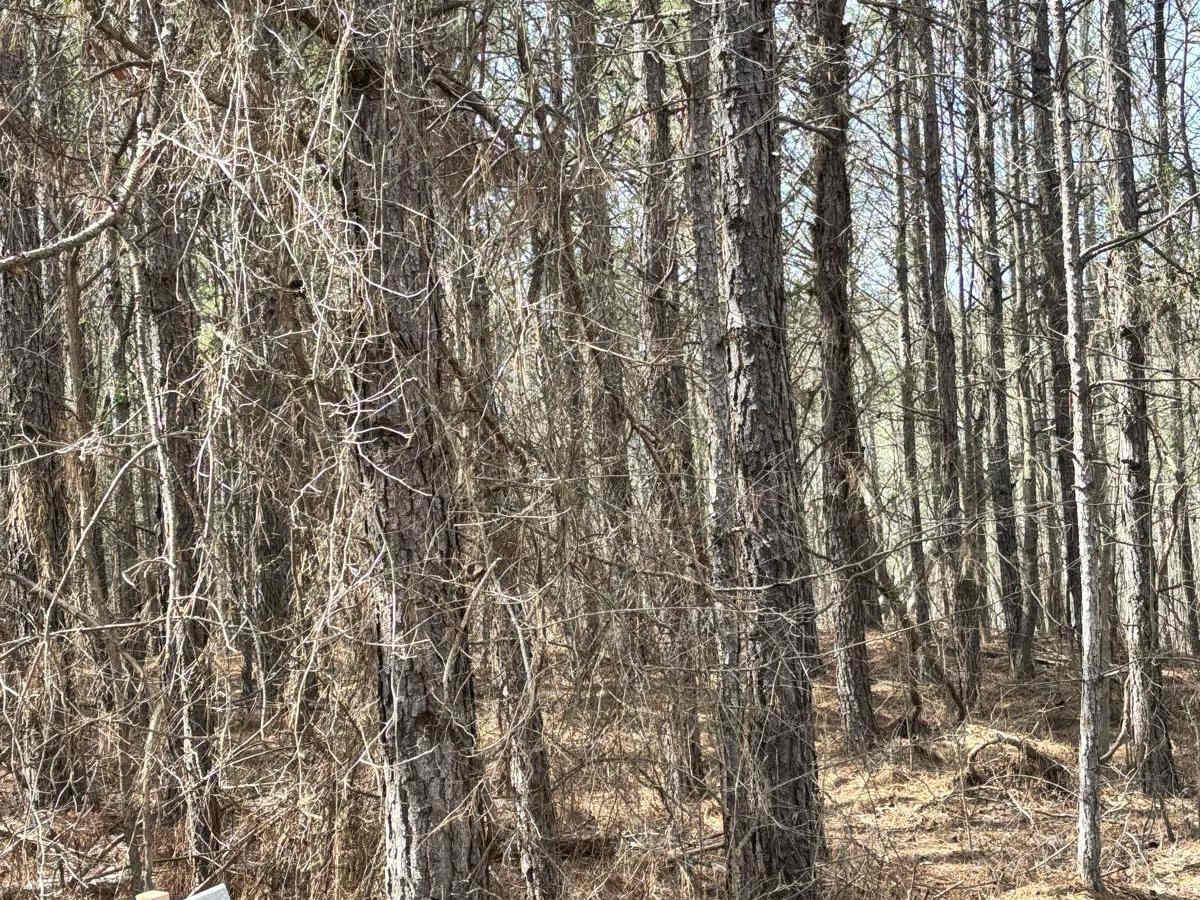 425A trail photo