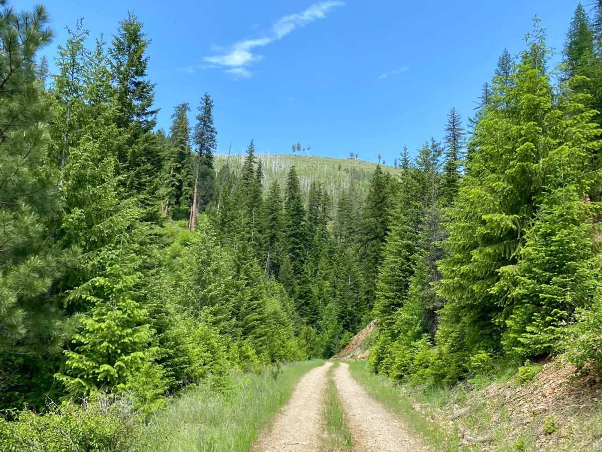 Verde Creek Road-Sunrise Road-Quartz Road trail photo