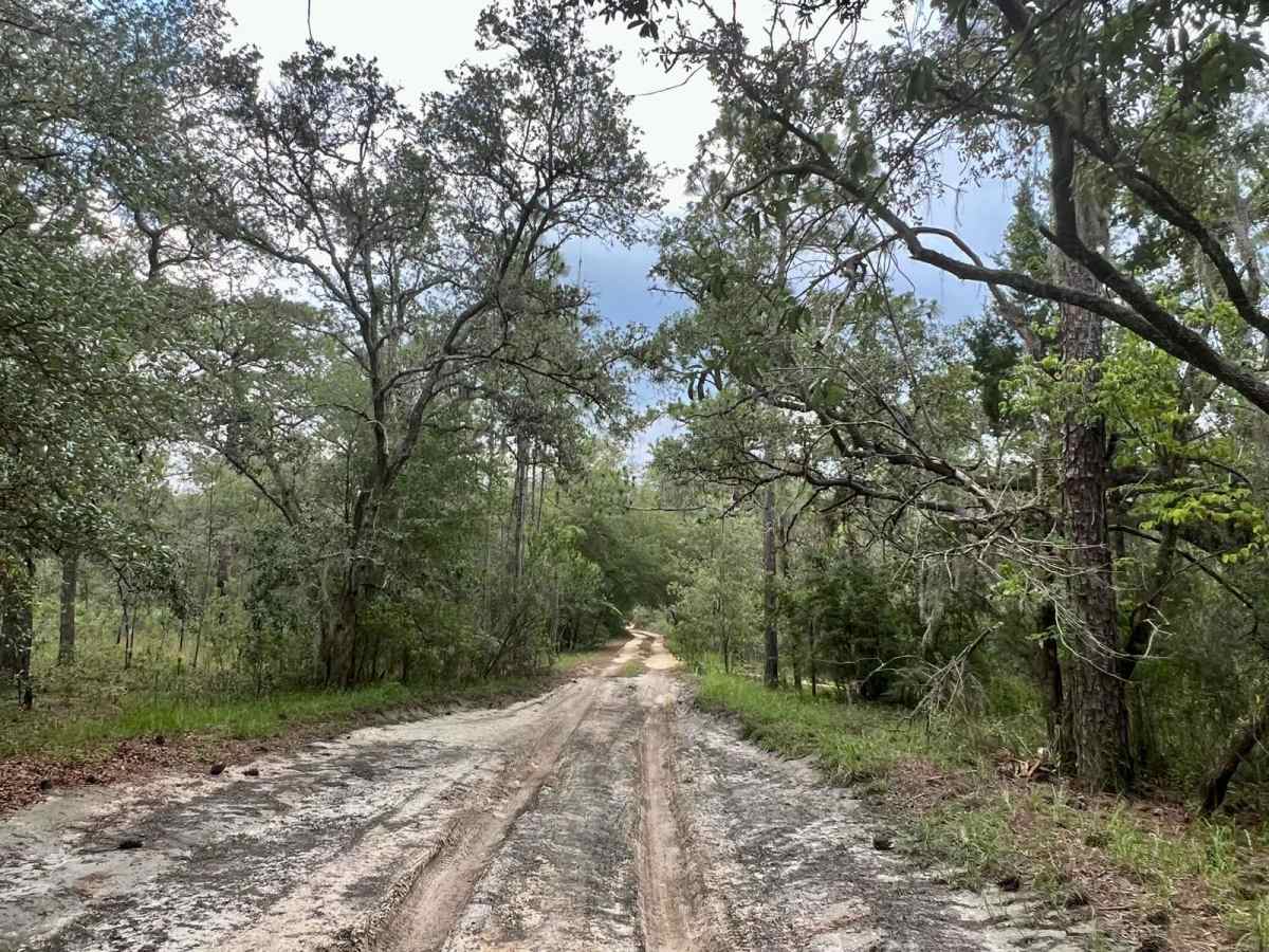 Citrus Wildlife Management | Trail 11 photo 3
