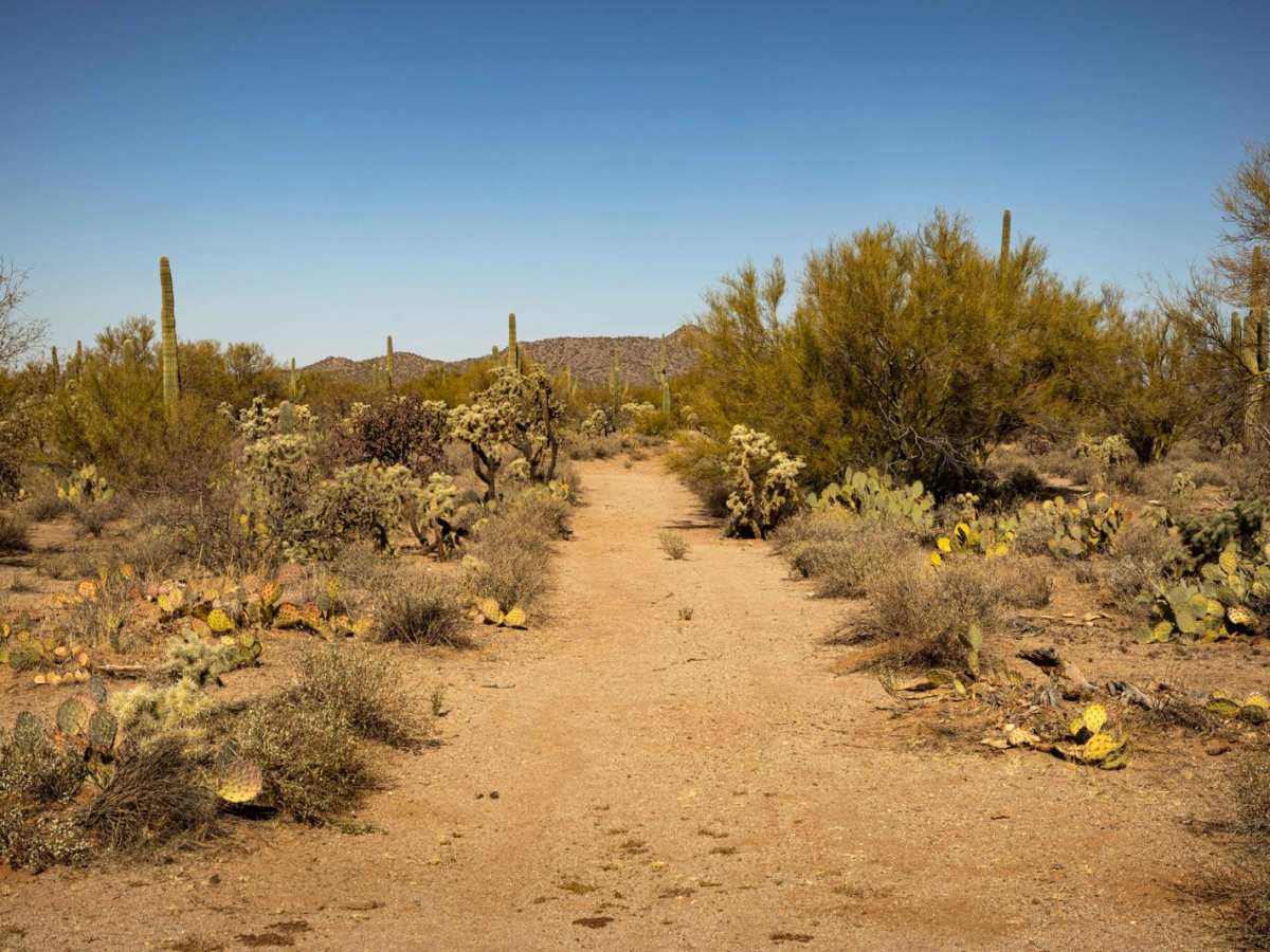 Cucumber Doppelganger trail photo