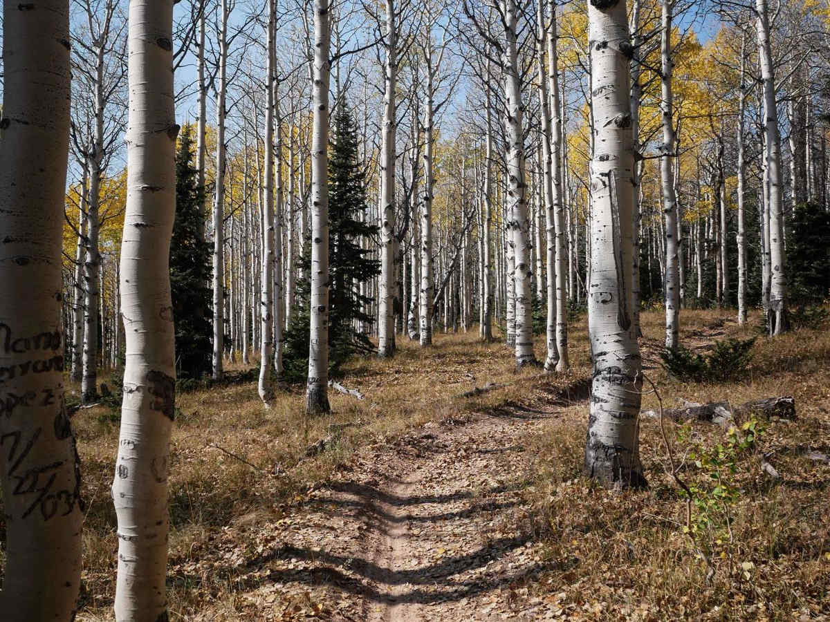 Aspen Loop photo 5