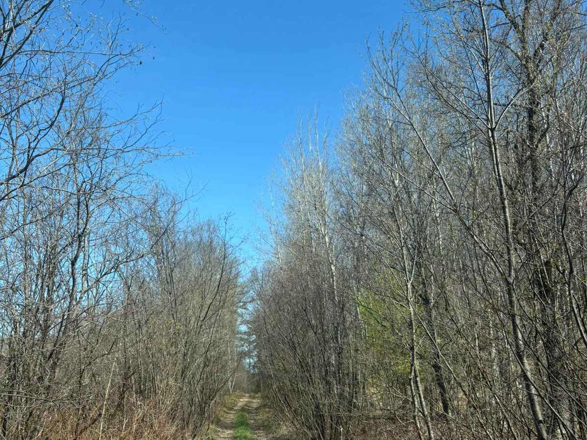 Jack Pine Camp Road trail photo