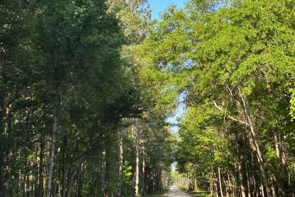 Willow Hall Road PT.1 - FSR 202