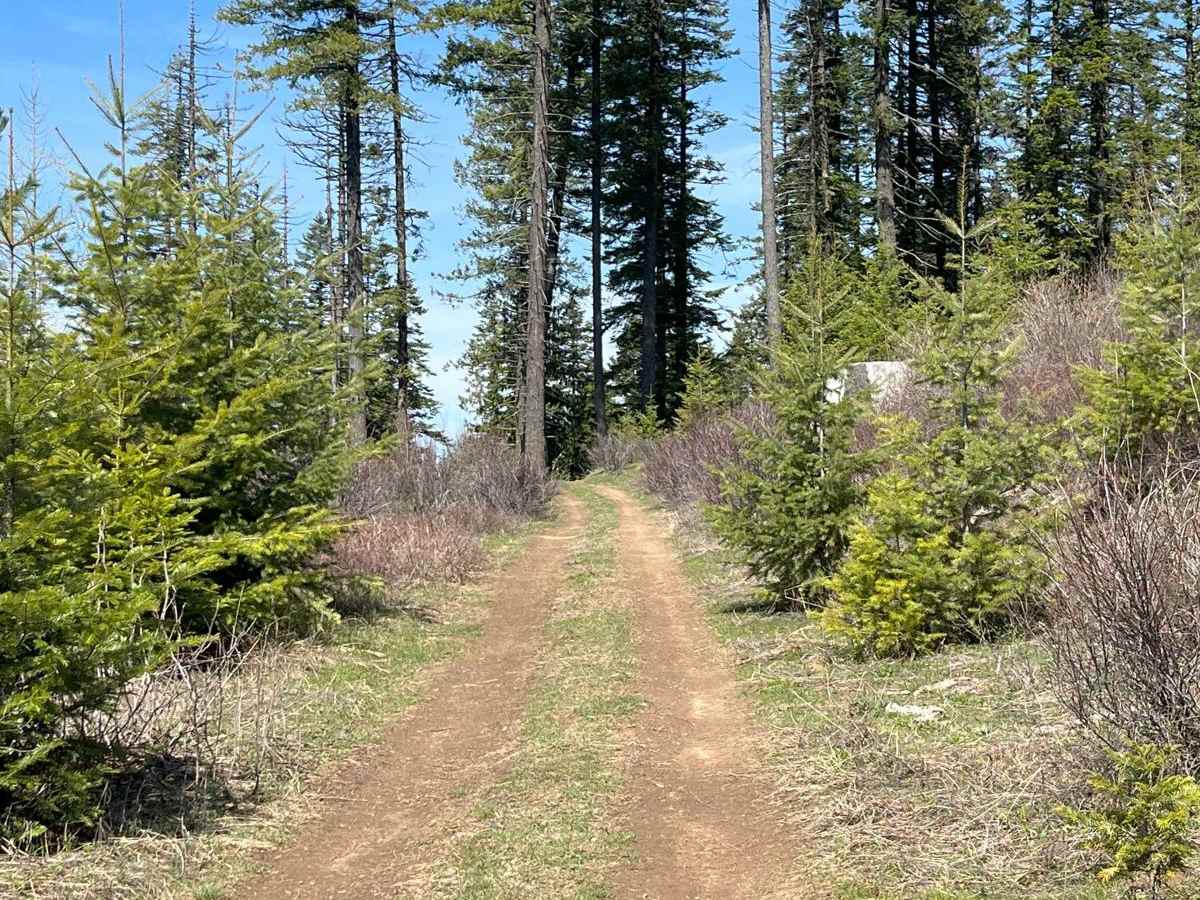 Bing Cherry Trail photo 5
