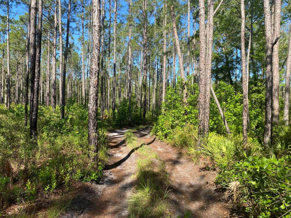 Blue Sink Road photo 3