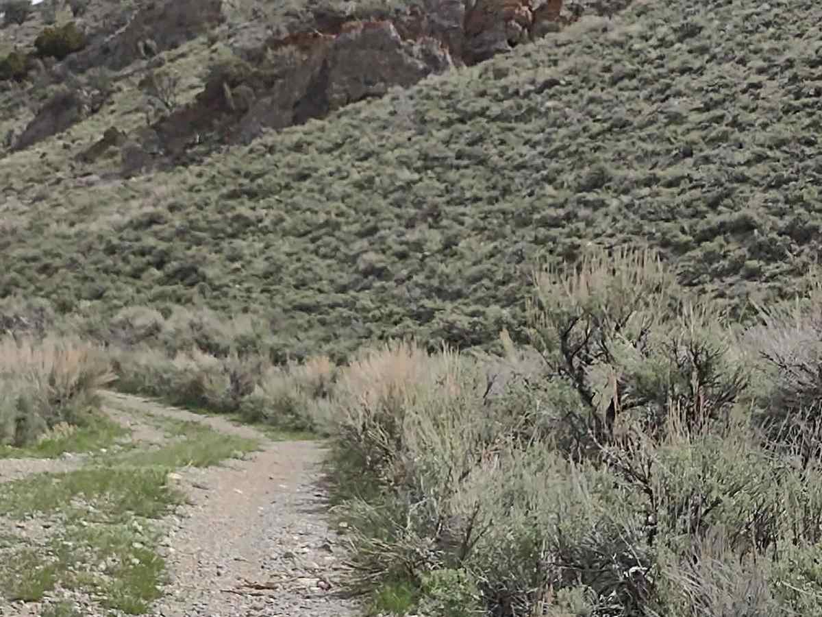 Appendicitis Hill WSA Loop photo 2
