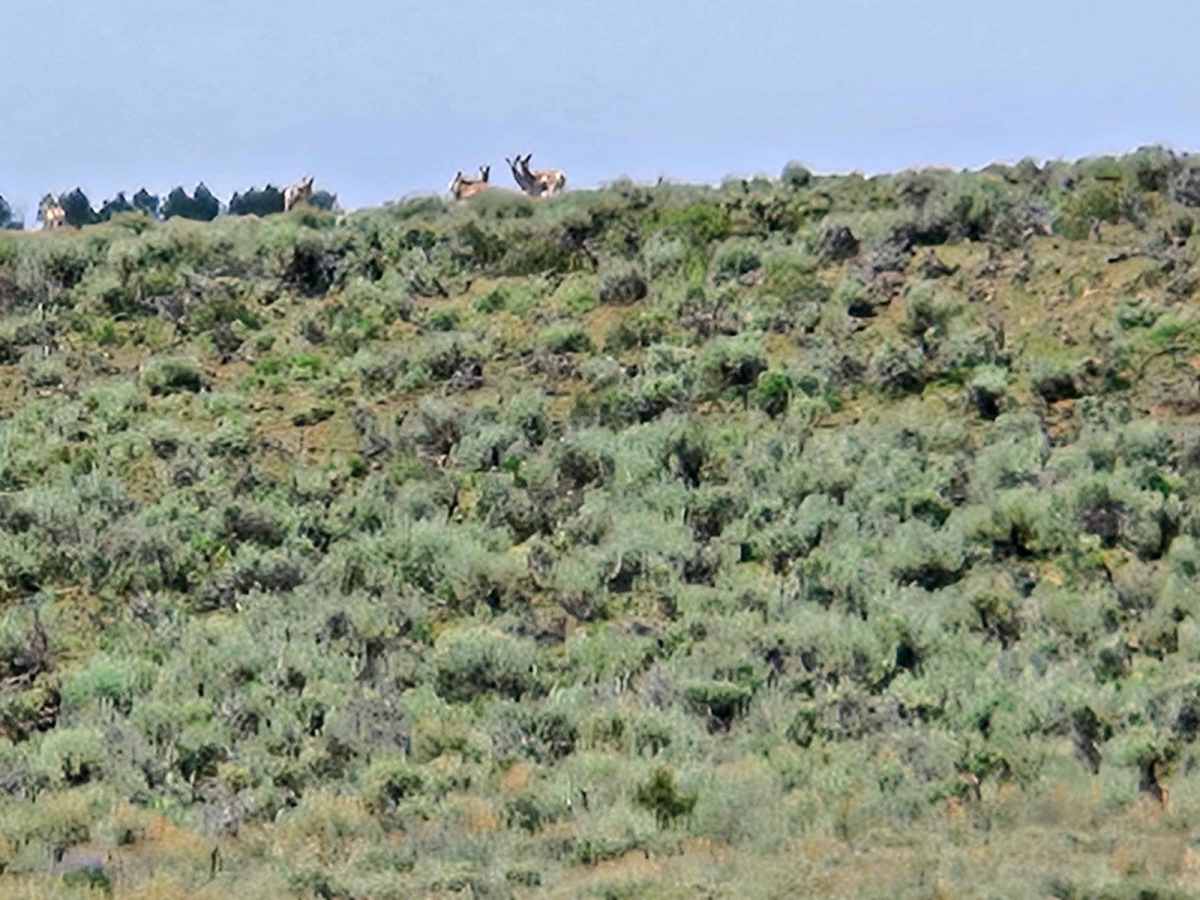 Parker Mountain #22 photo 6