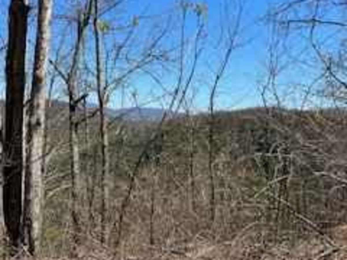 Bumpus Cove Trail - FS 190 photo 4