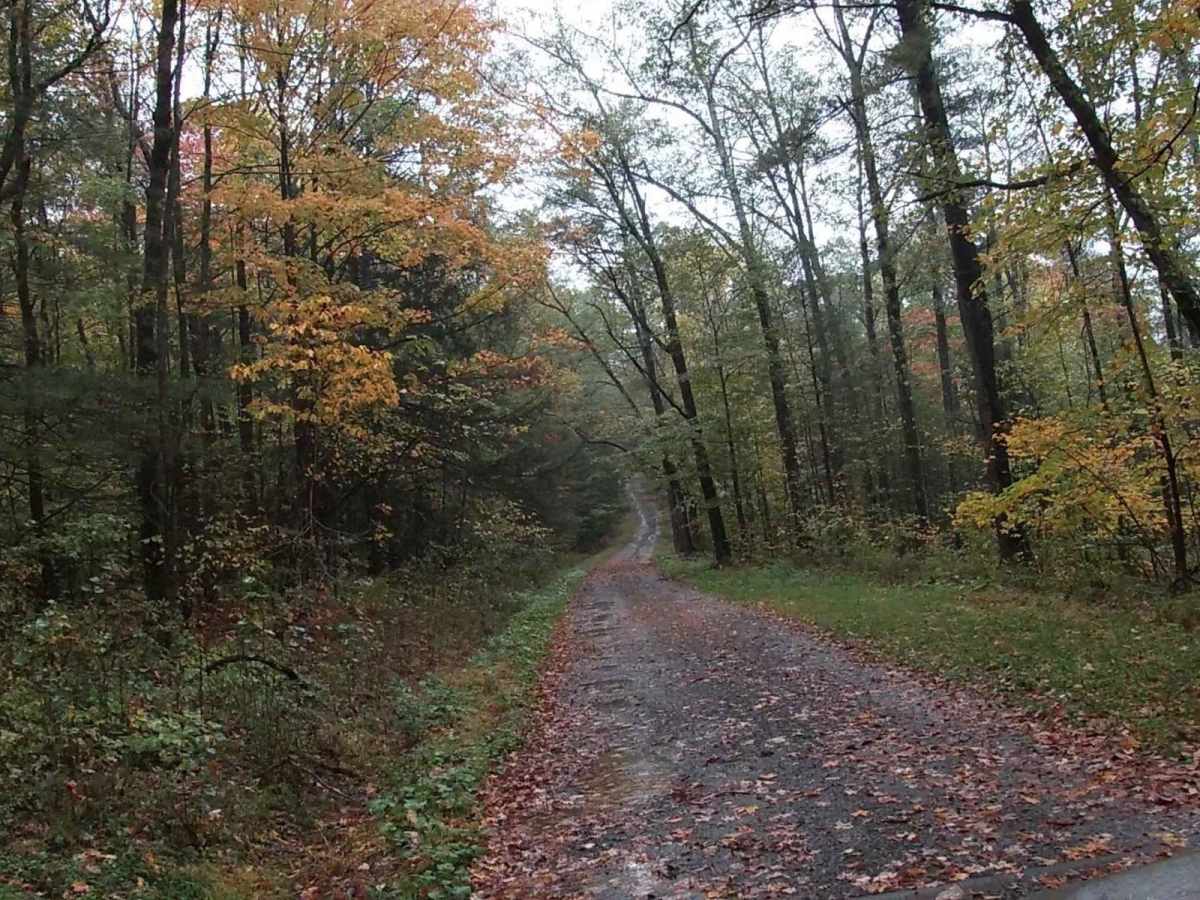 Carter Creek Road trail photo