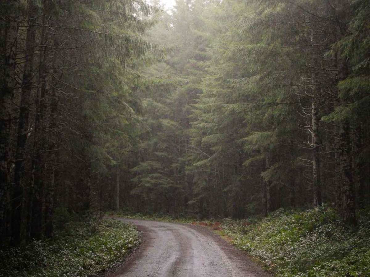 Capitol State Forest Smooth Cruise trail photo