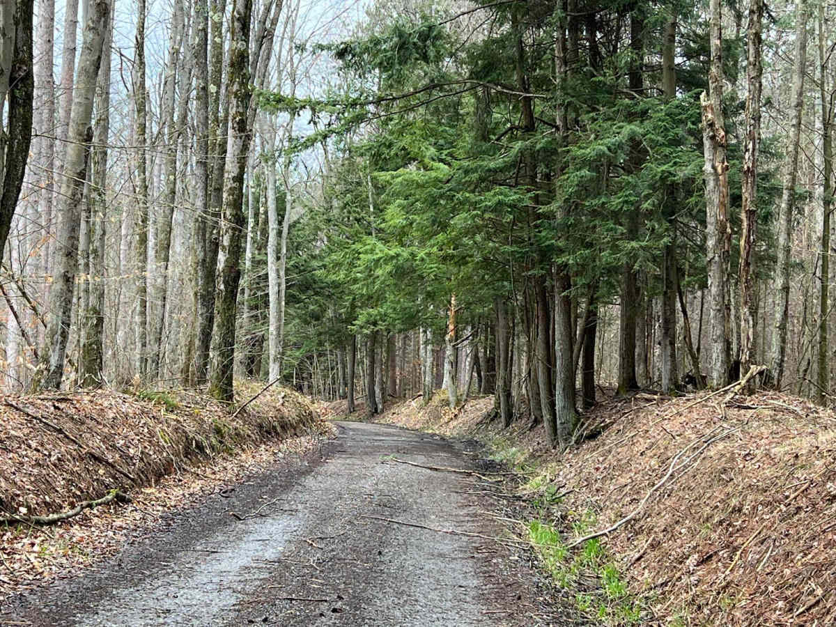 FR131 trail photo