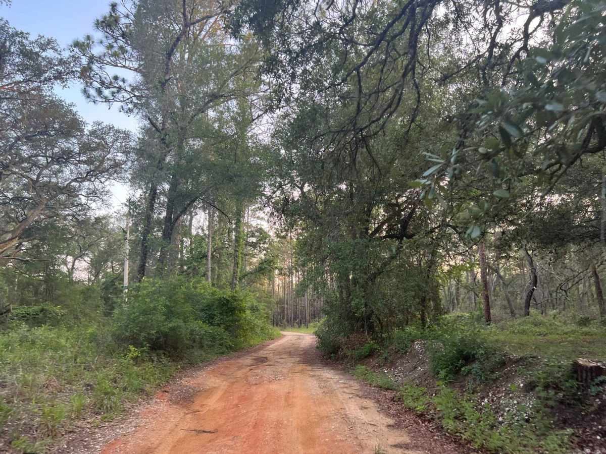 Citrus Wildlife Management | Trail 9 photo 3