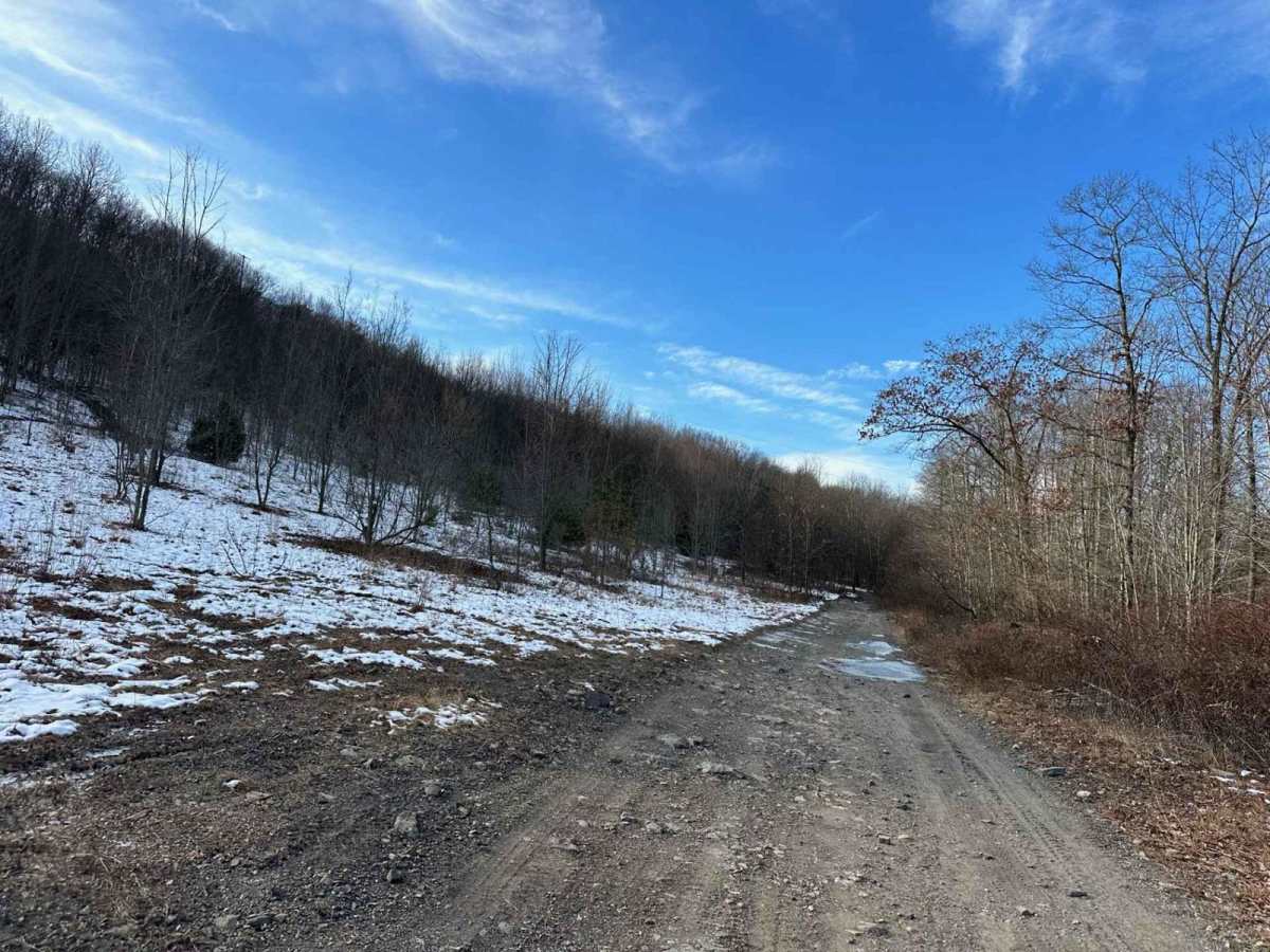 Locust Gap 18 photo 5