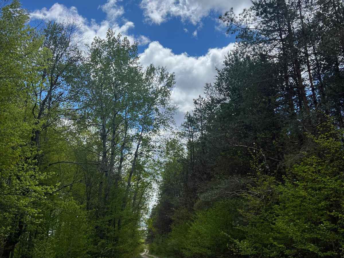 S 23-1/2 Trail photo 3