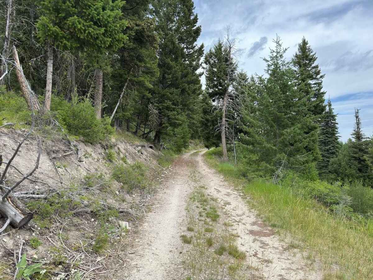 Andrews Creek 50-Inch photo 2