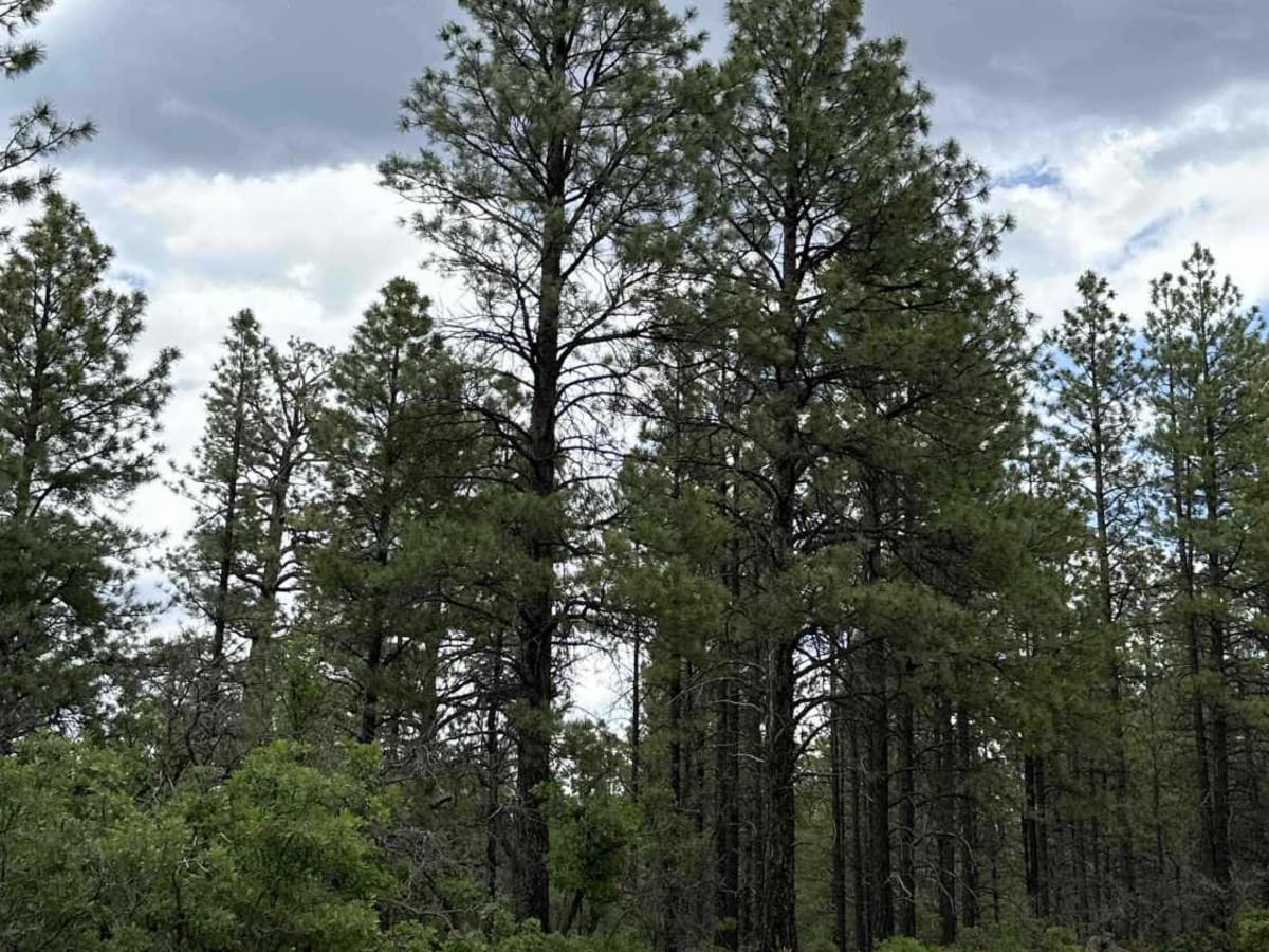 Cedar Springs Loop photo 4