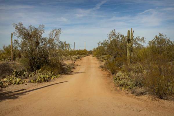 South Pygmy Owl Trail
