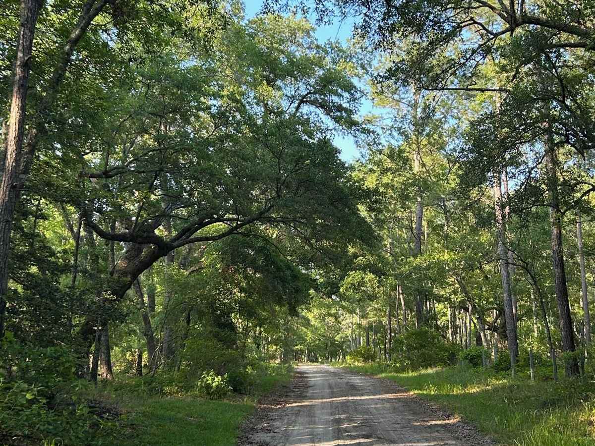 Cooter Creek - FSR 224 trail photo