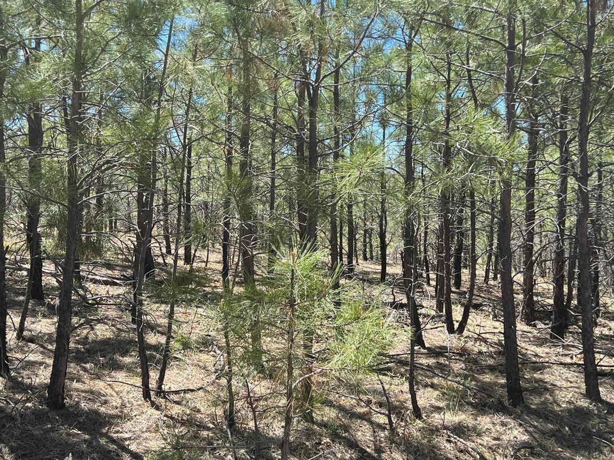 Young Pondo Pine Path trail photo