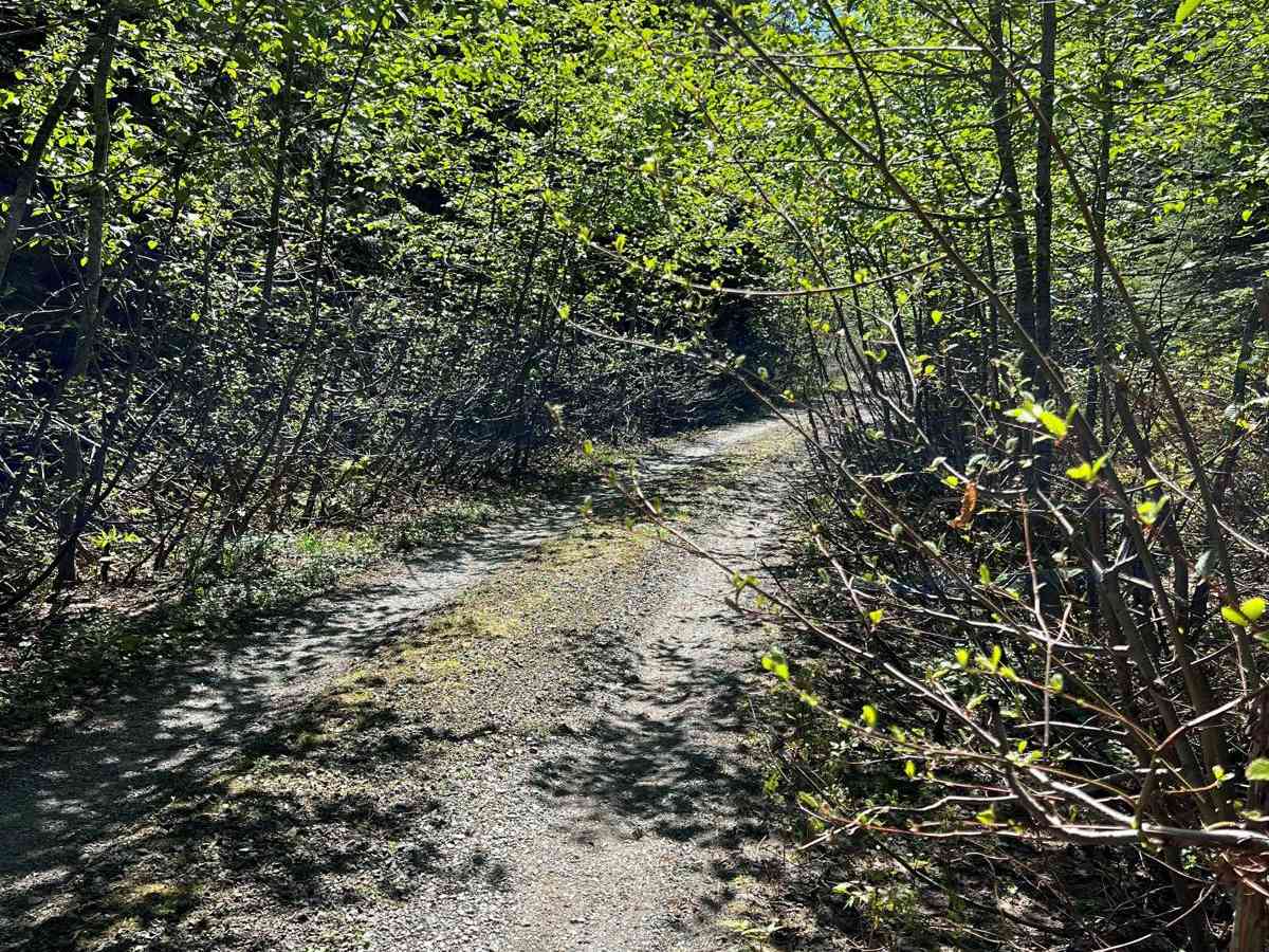 Mallardy Cr - NFSR 4030 photo 3