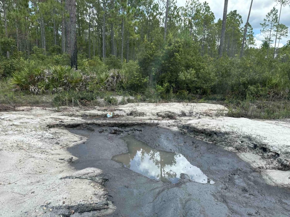 Big Gum Trail - Osceola NF 211 photo 3