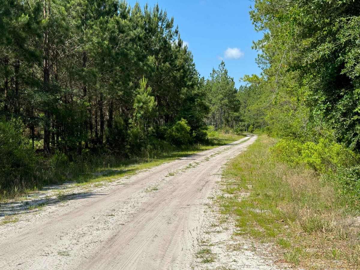Fish Camp Road - CR2082 Connector photo 4