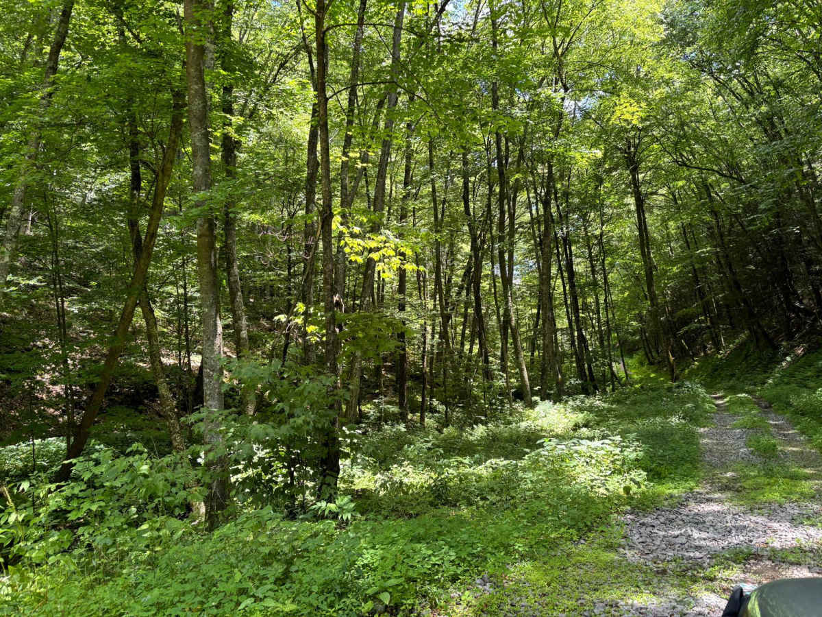 Locust Spring photo 5