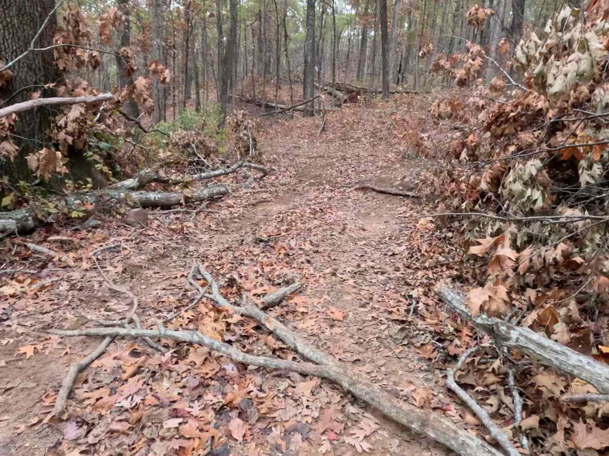 Logging Bank Trail (FSR #94449B) photo 6