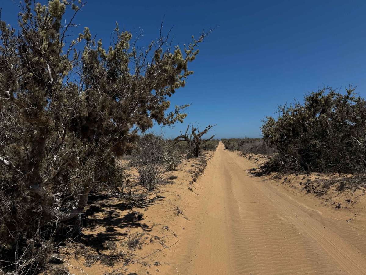Middle Road-Mangroves trail photo