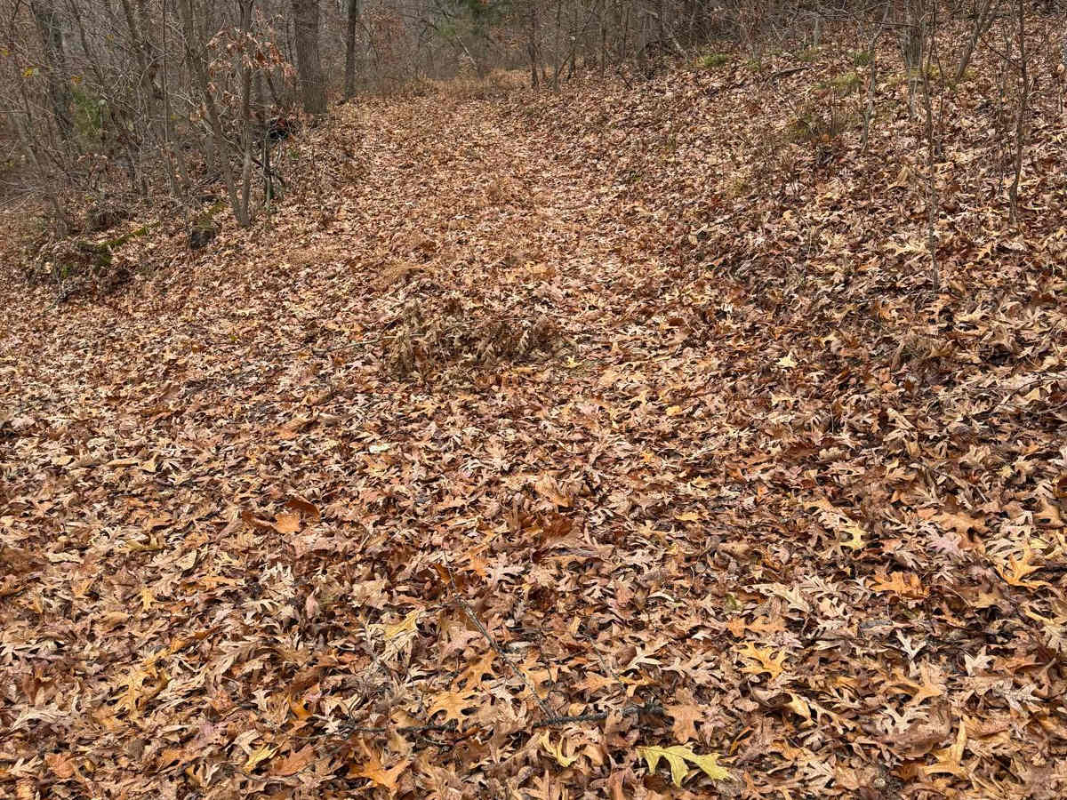 Green 292 trail photo
