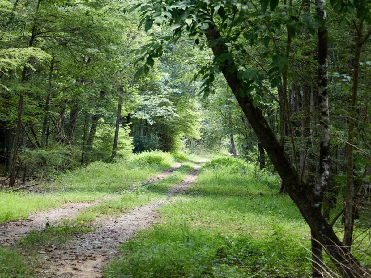 Cypress Swamp Trail photo 4