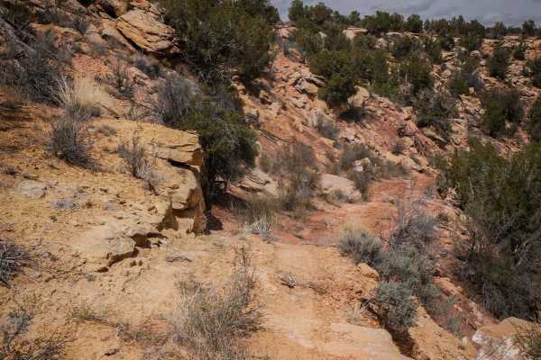 Wild Horse