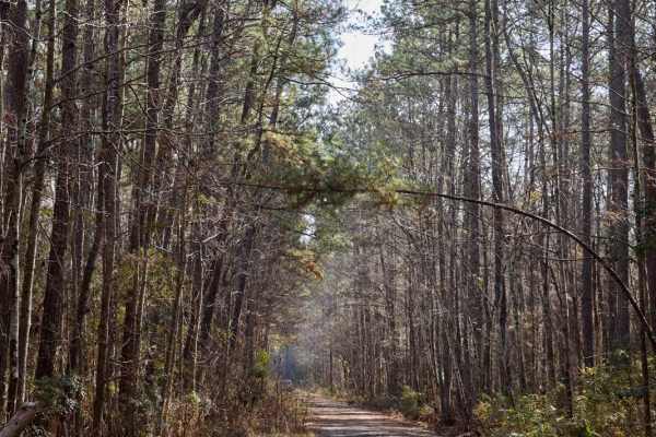 FSR115 - Bonneau Road