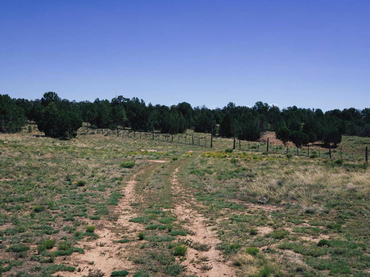 209Y trail photo