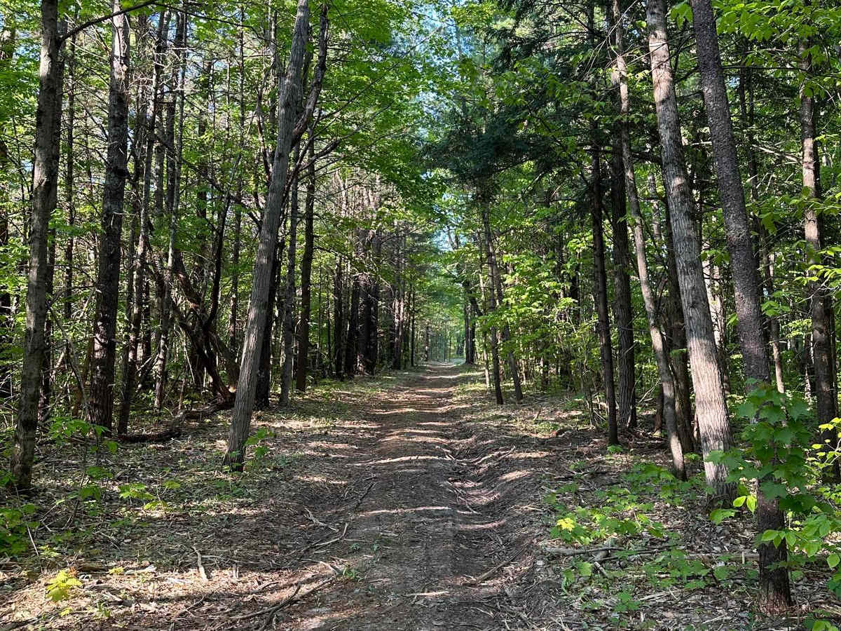 Pine Road photo 5