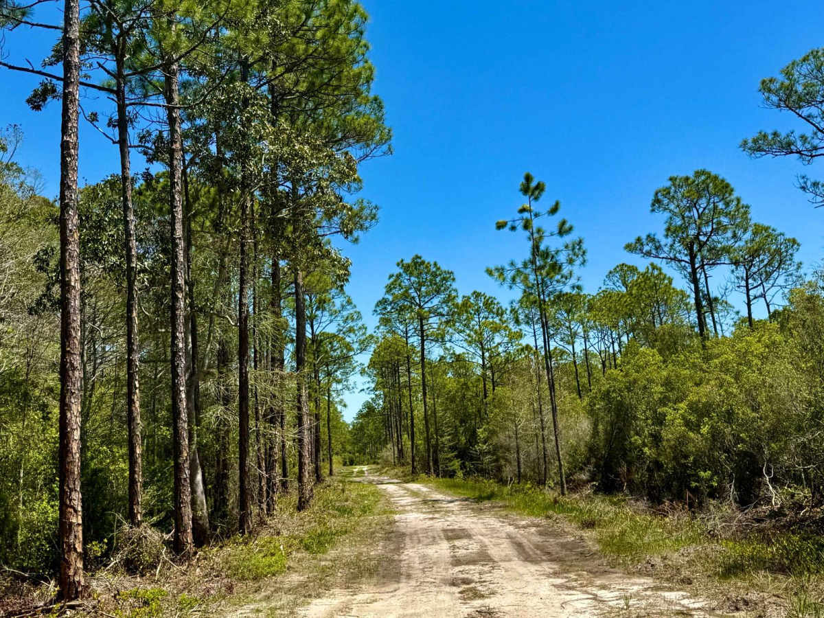 Road Camp Road photo 5